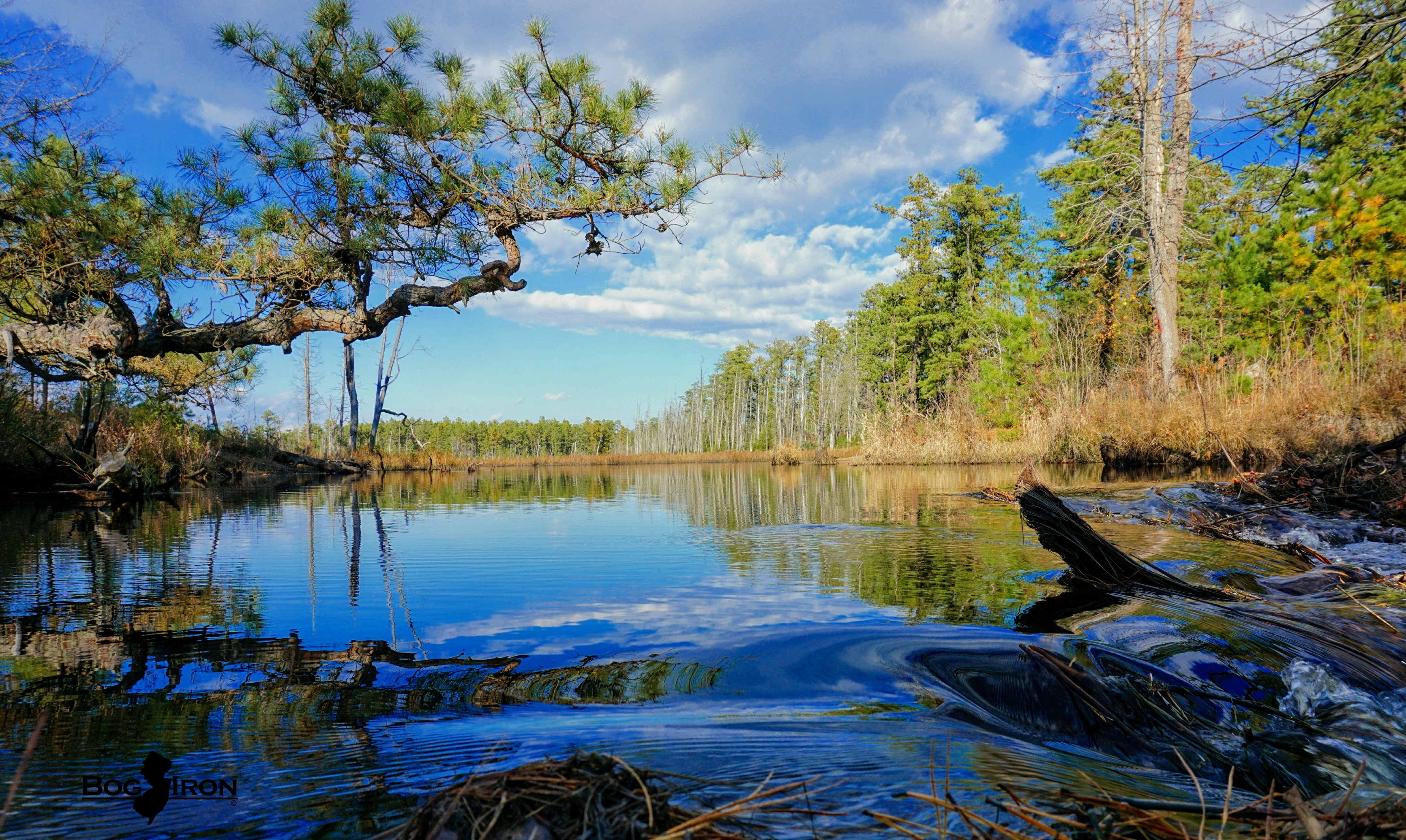 photo of beaver dam on a pinelands river
