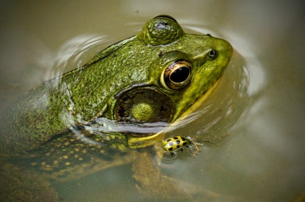 photo of a green frog
