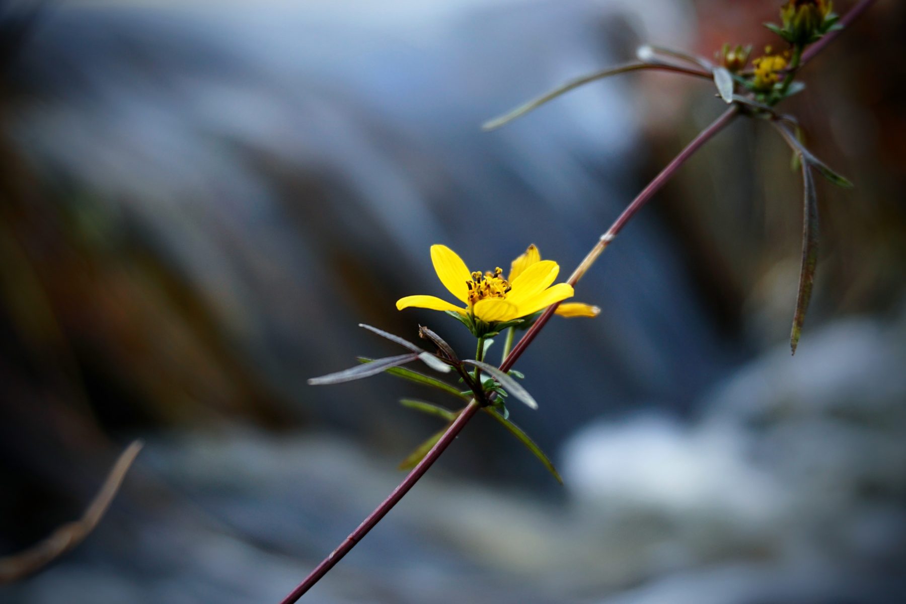 photo of a wetland flower