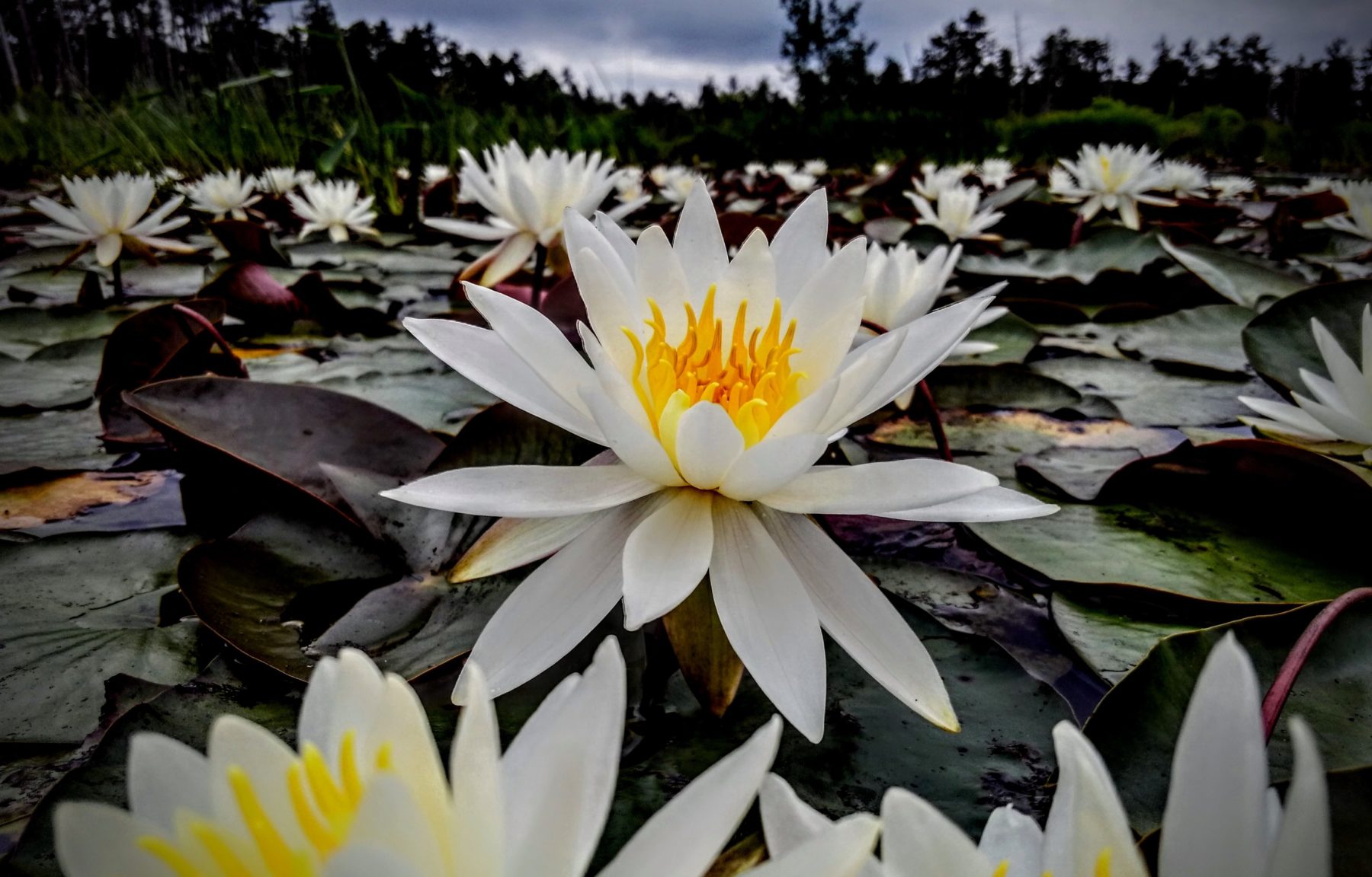 photo of white lily in the pine barrens