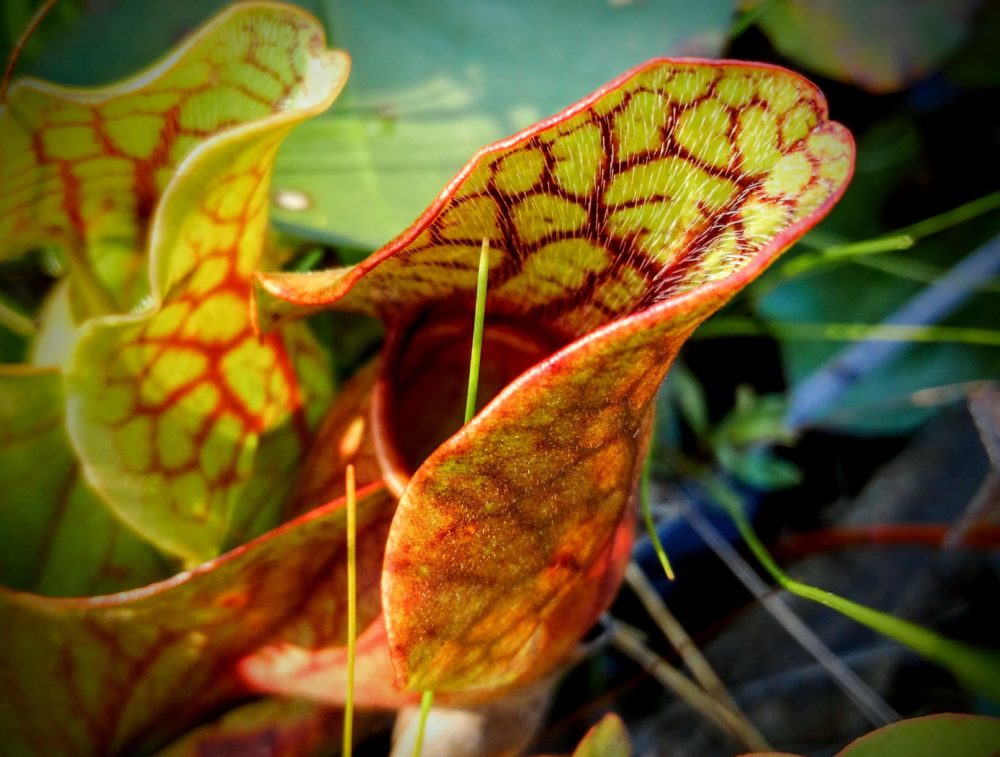photo of a pitcher plant in the pine barrens