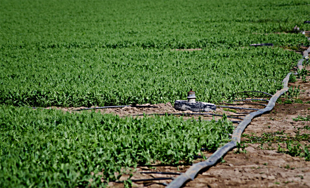drip irrigation on a crop