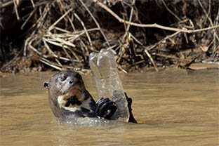 otter swimming with plastic bottle